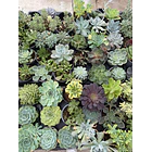 Suculentas (MIX - 3€ cada) 2