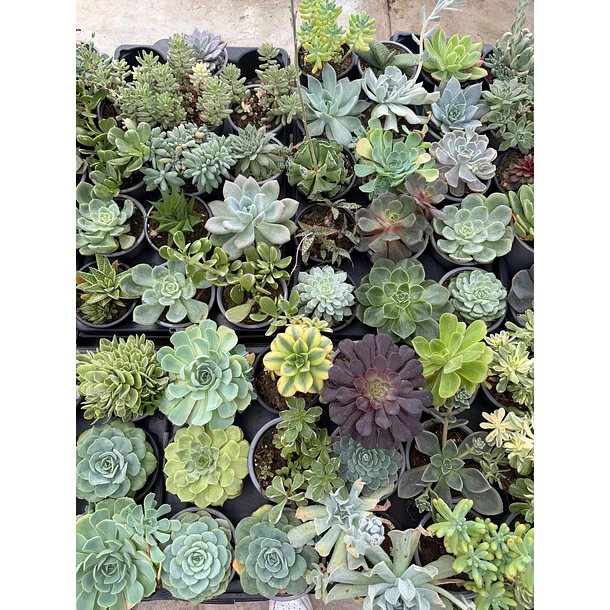 Suculentas (MIX - 3€ cada) 2