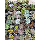 Suculentas (MIX - 3€ cada) 1