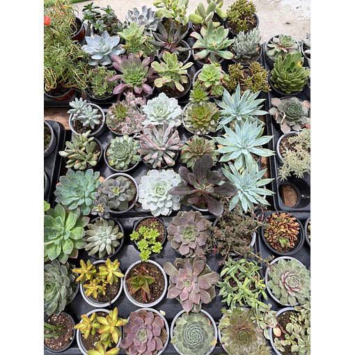 Suculentas (MIX - 3€ cada)