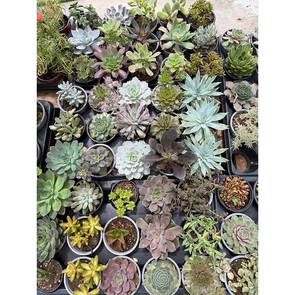 Suculentas (MIX - 3€ cada) 1