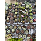 Suculentas (MIX - 3€ cada) 5