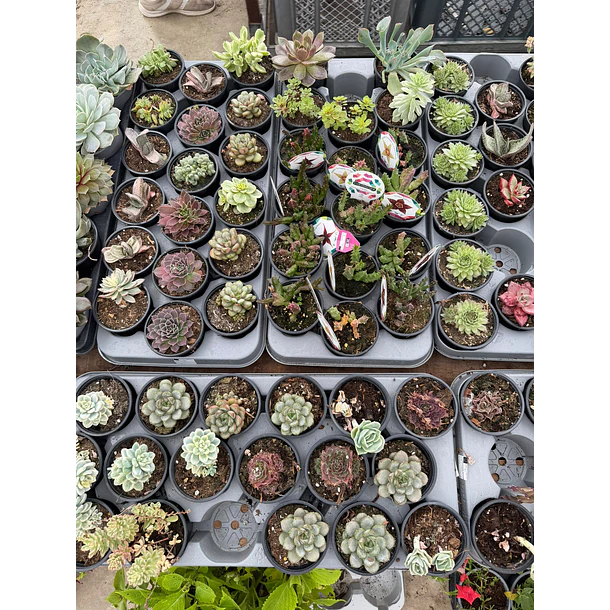 Suculentas (MIX - 3€ cada) 5