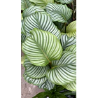 Calathea 2