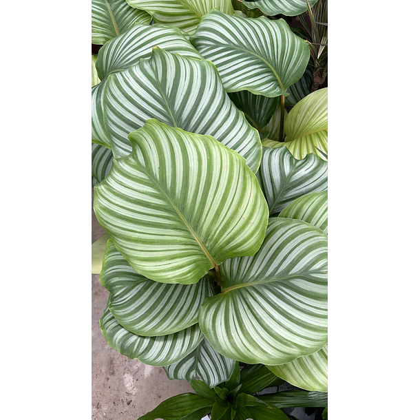 Calathea 2