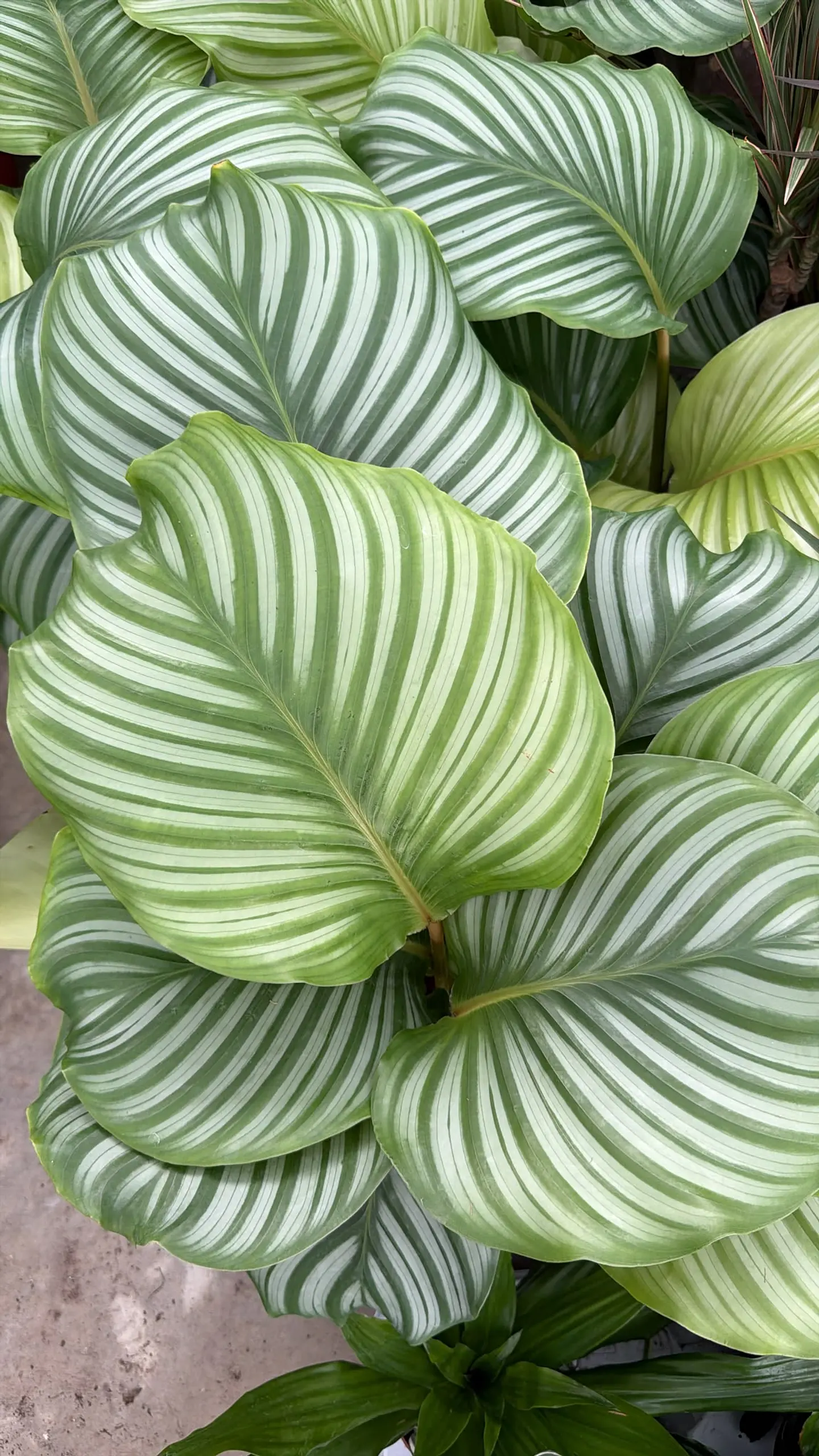 Calathea 2