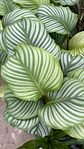 Calathea - Thumbnail 2