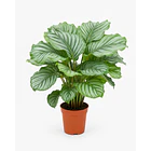 Calathea 1