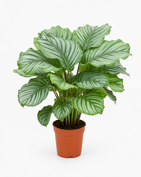Calathea