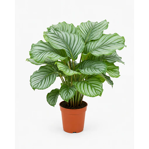 Calathea