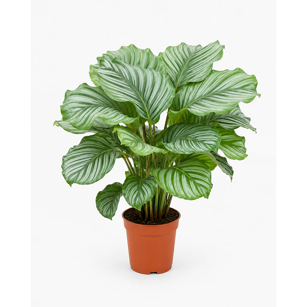 Calathea 1