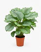 Calathea - Thumbnail 1
