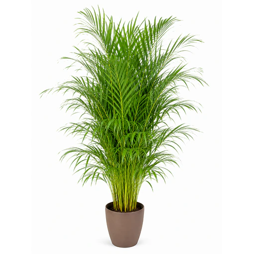 Palmeira Areca