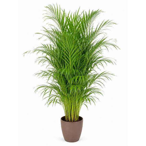 Palmeira Areca
