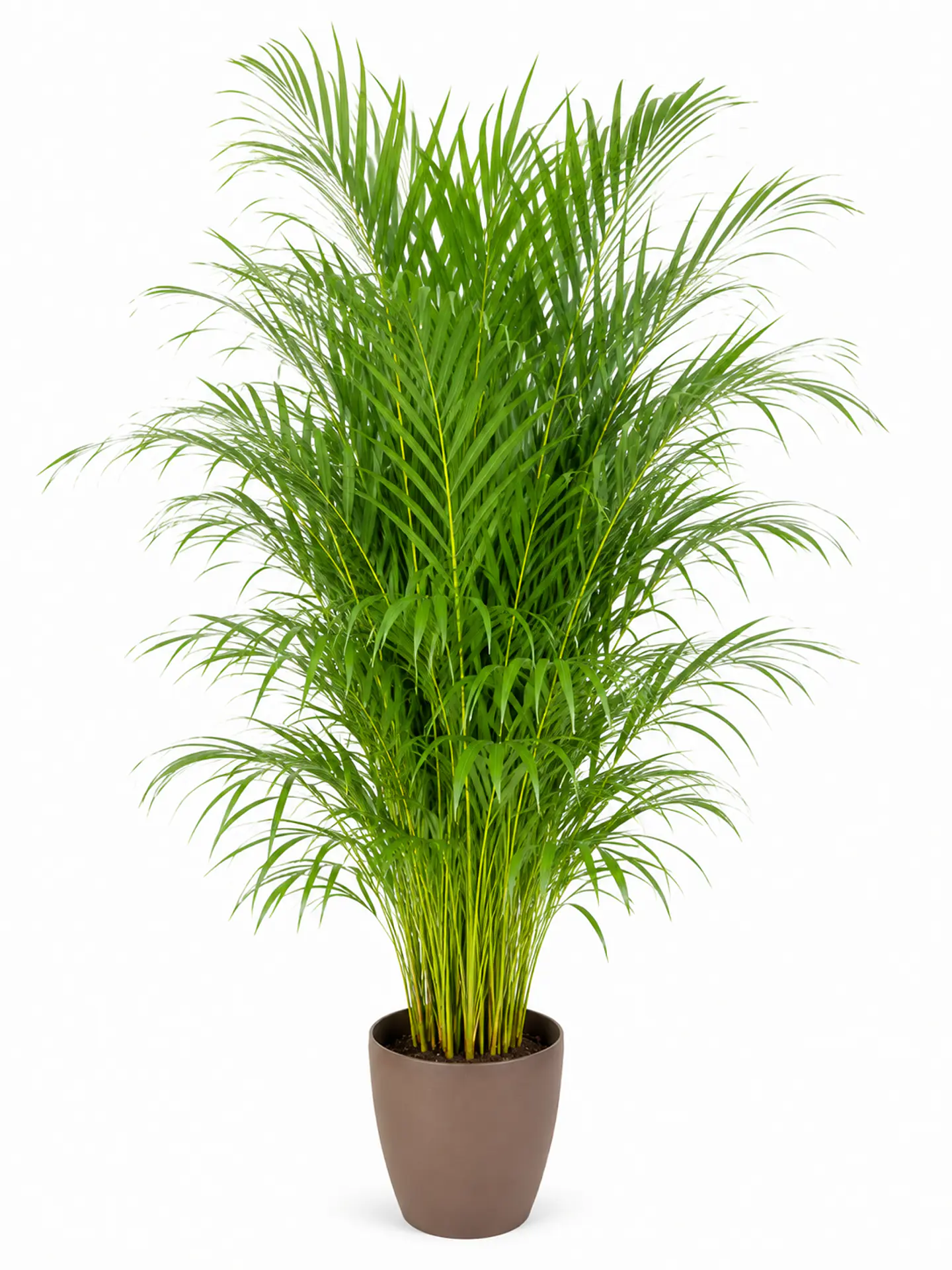 Palmeira Areca 1