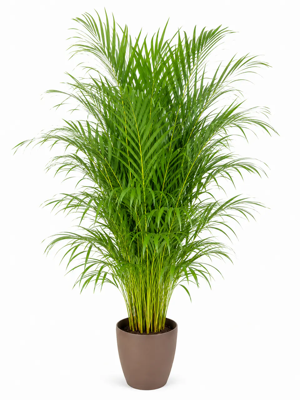 Palmeira Areca 1