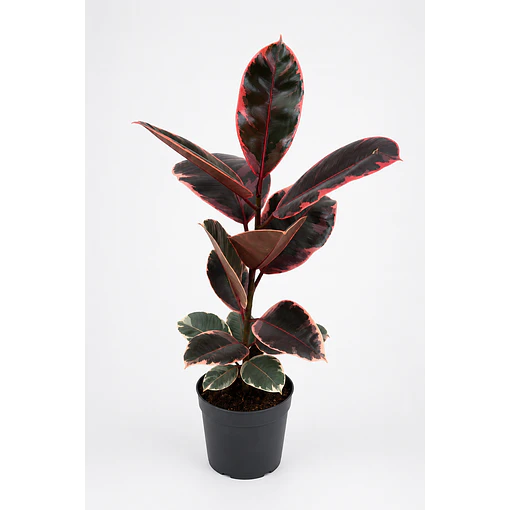 Ficus Elastica Ruby