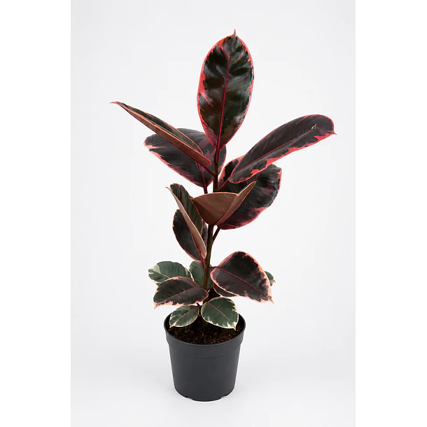 Ficus Elastica Ruby