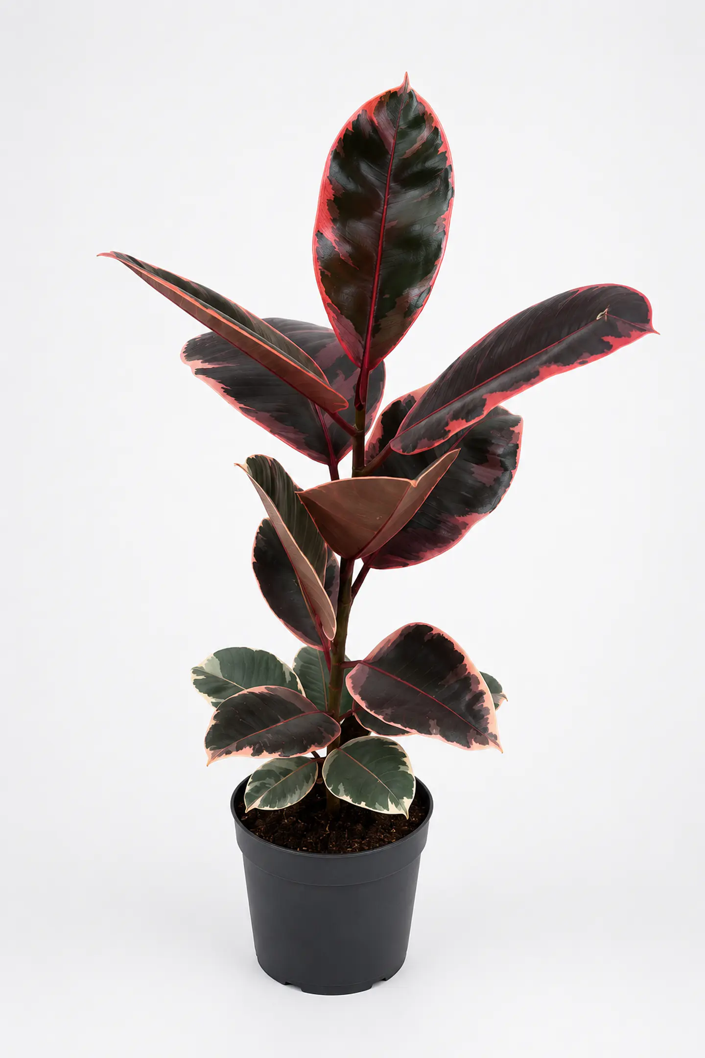Ficus Elastica Ruby 1