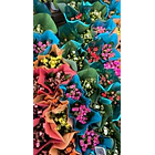 Kalanchoes MIX  2
