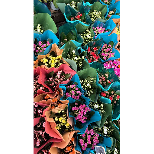 Kalanchoe
