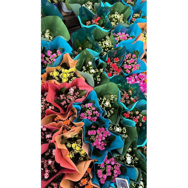 Kalanchoe