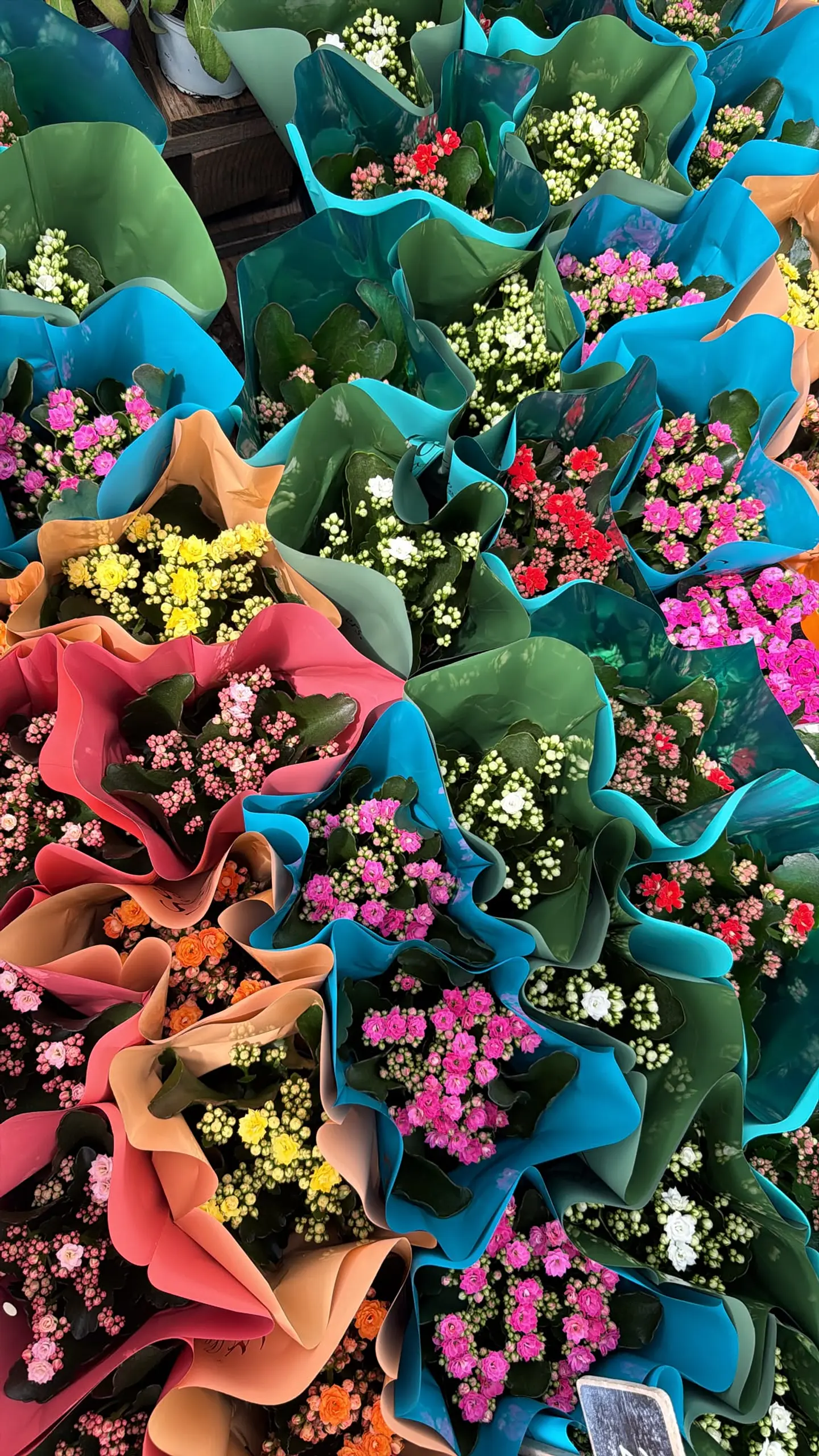Kalanchoes MIX  2