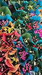 Kalanchoes MIX  - Miniatura 2