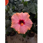 Hibisco (XXL) 1