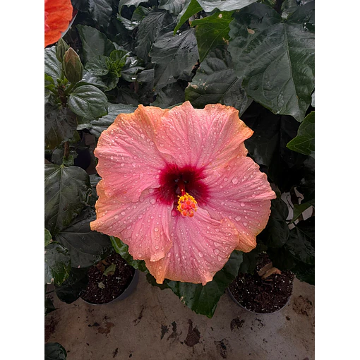 Hibisco (XXL)