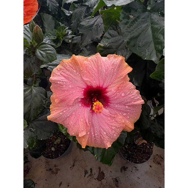 Hibisco (XXL) 1