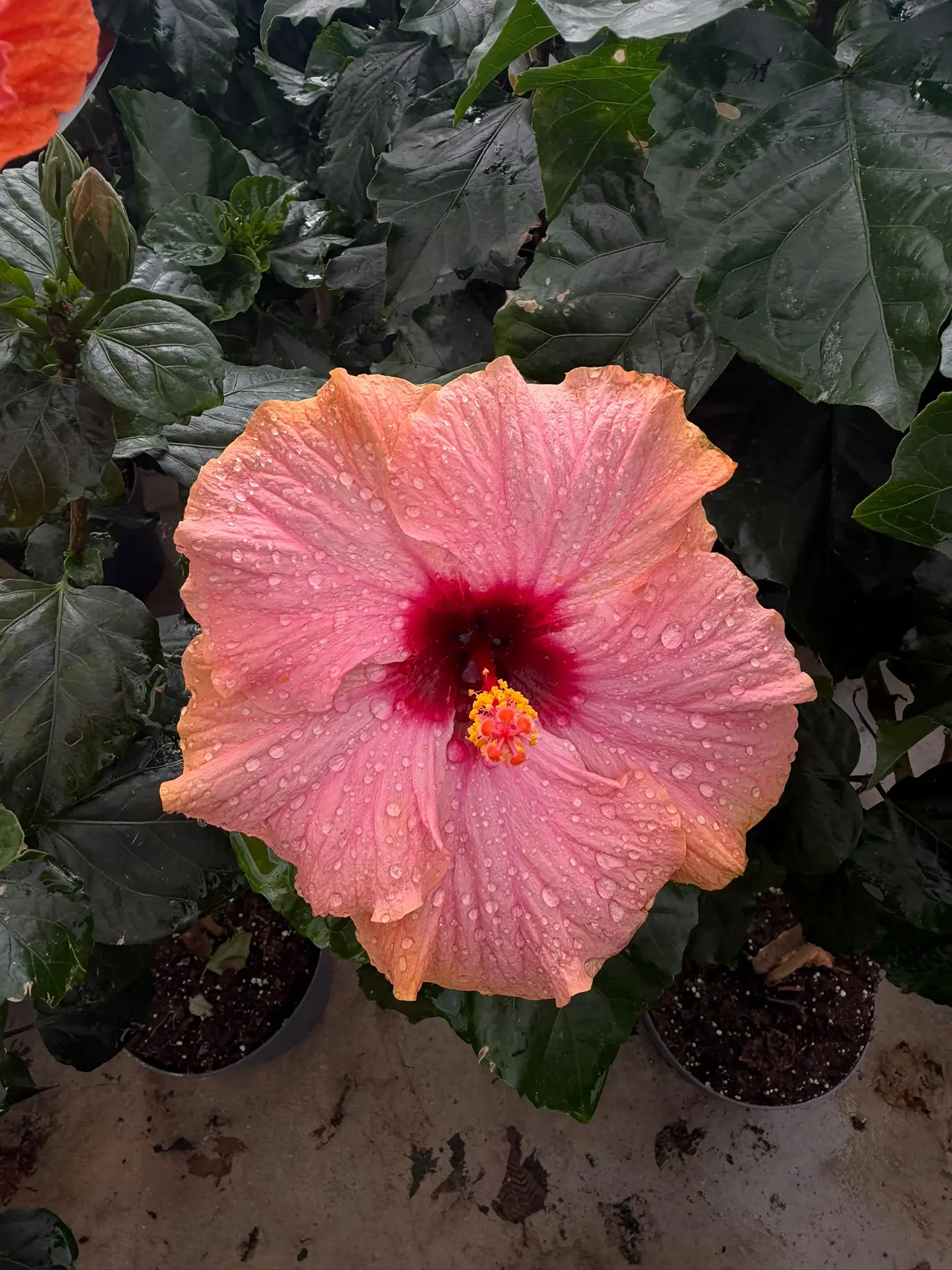 Hibisco (XXL) 100cm  2