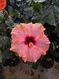 Hibisco (XXL) 100cm  - Miniatura 2