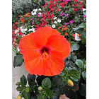 Hibisco (XXL) 2