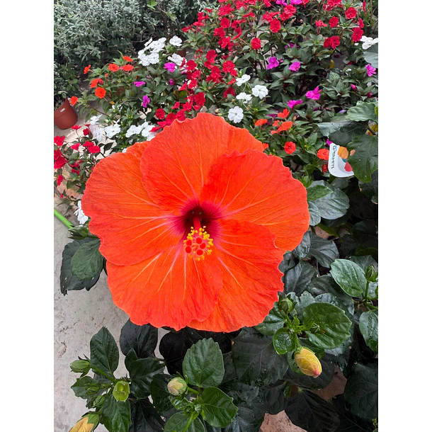 Hibisco (XXL) 2