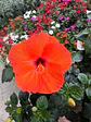 Hibisco (XXL) 100cm  - Miniatura 3
