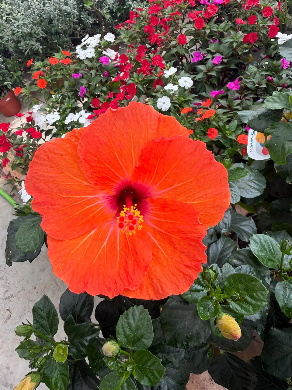 Hibisco (XXL) 100cm  3