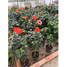 Hibisco (XXL) 3