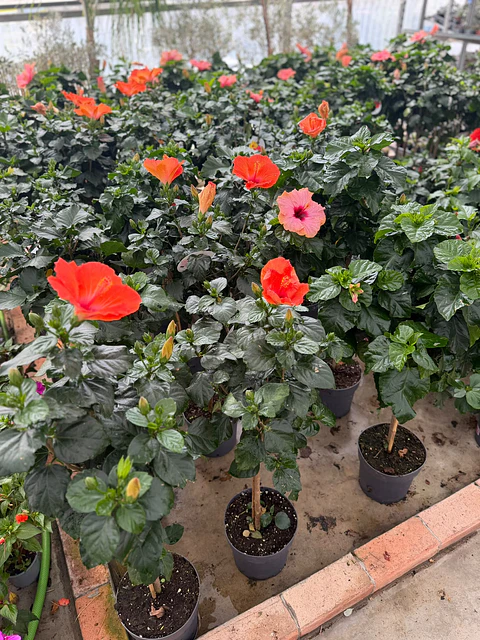 Hibisco (XXL) 100cm 