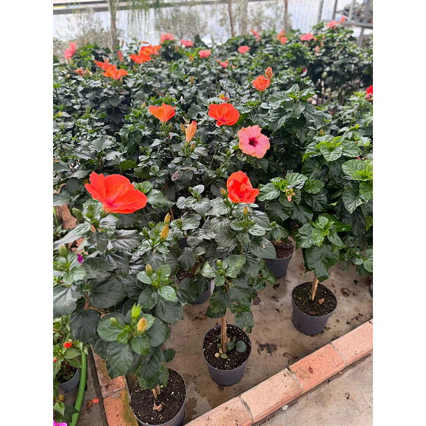 Hibisco (XXL) 3