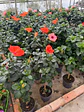 Hibisco (XXL) 100cm  - Miniatura 1