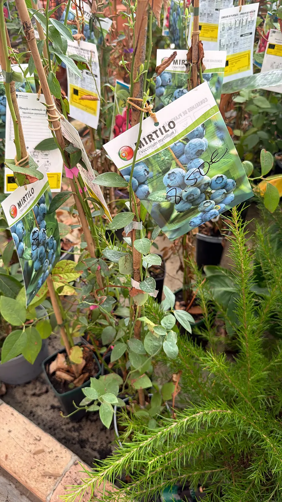 Mirtilo (árvore) Vaccinium myrtillus 1