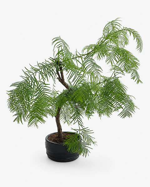 Bonsai de Conífera