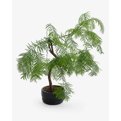 Bonsai de Conífera