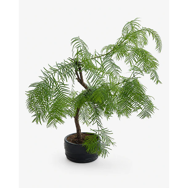 Bonsai de Conífera