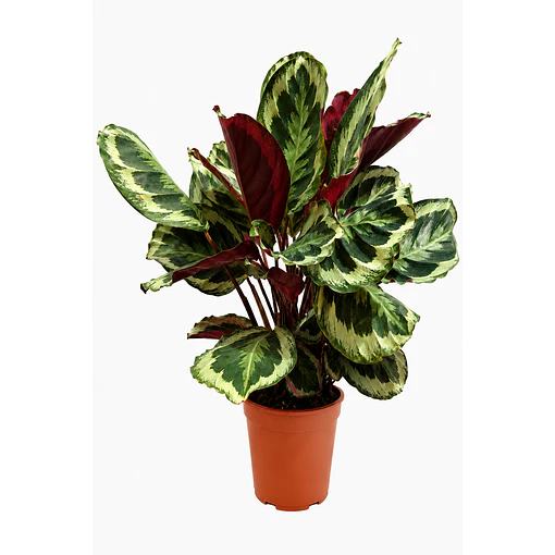 Calathea Medallion