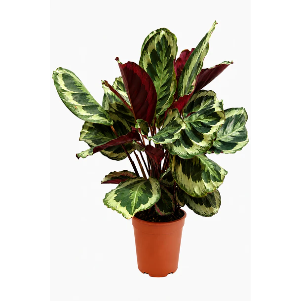 Calathea Medallion