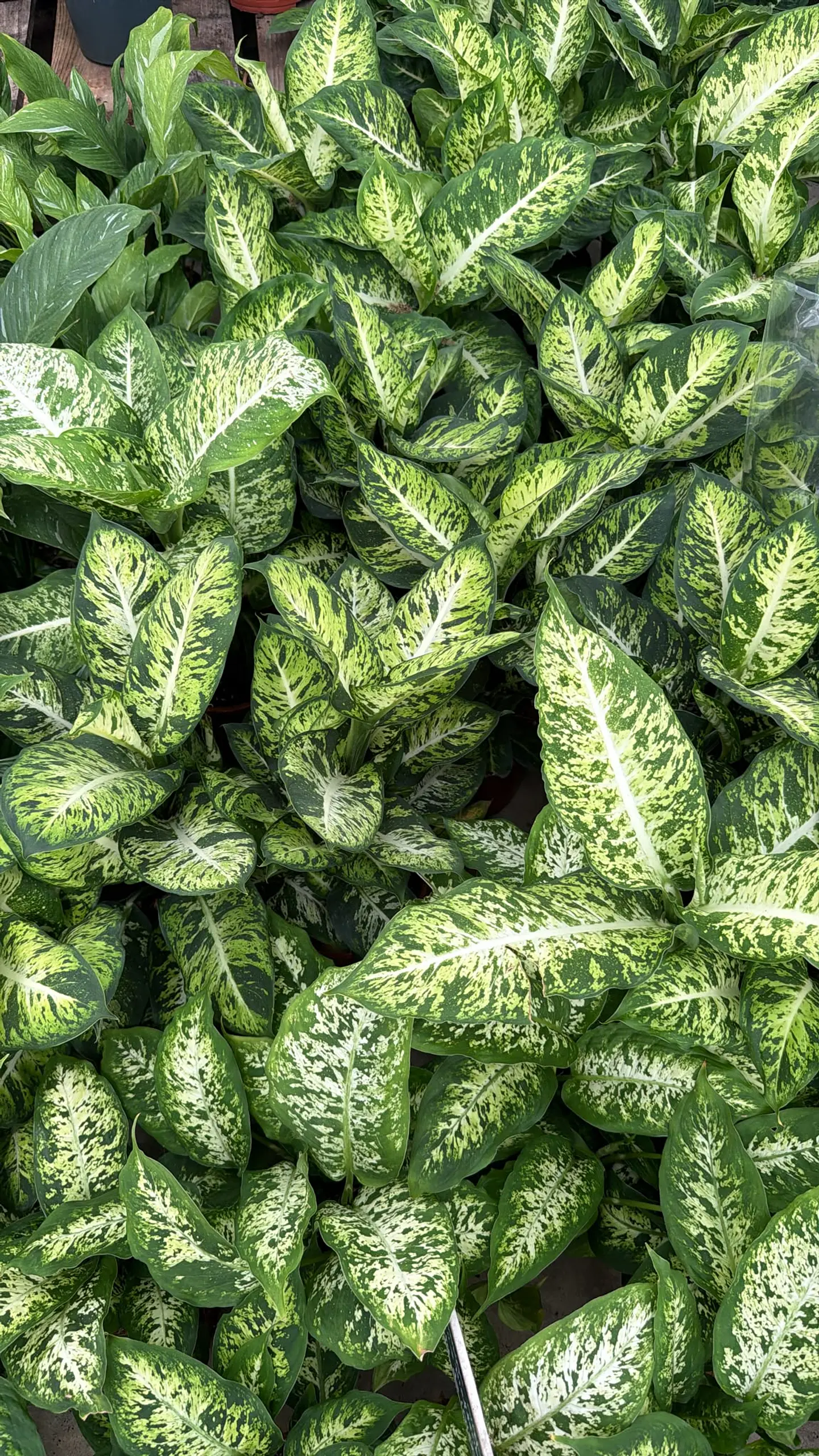 Dieffenbachia | Planta da Inveja 