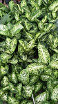 Dieffenbachia | Planta da Inveja 