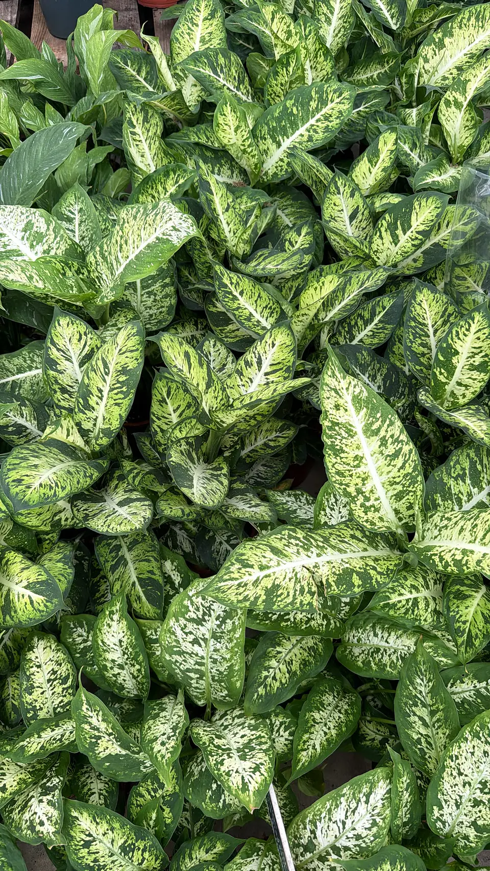 Dieffenbachia | Planta da Inveja 